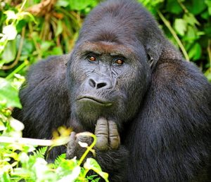 Virunga National Park-Things to do and see in Africa
