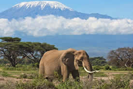 Amboseli national Park-Kenya national Parks