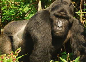 Gorilla Trekking-3 Days Uganda gorilla safari