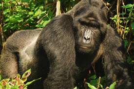gorilla trekking-bwindi impenetrable national park