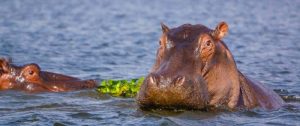 Lake Naivasha National park