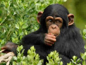 Chimpanzee tracking experience-Kibale National park