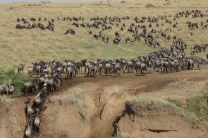 3 days masai mara Kenya safari