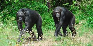 chimps in olpejeta