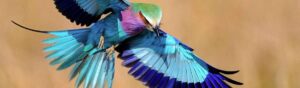 Bird Watching In Kenya
