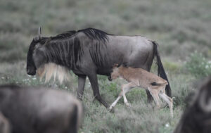 Calving Season in Serengeti, Ndutu, Ngorongoro