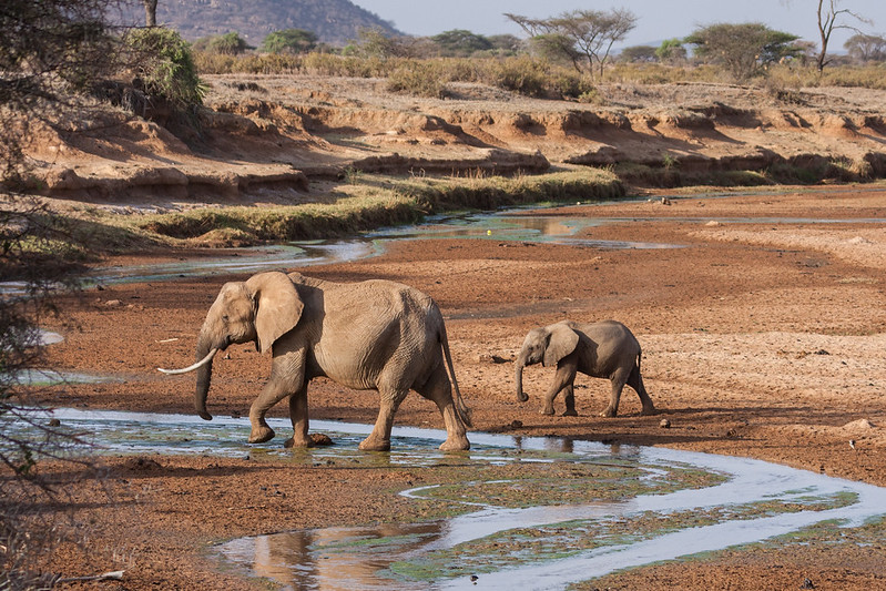 Elephants in Samburu National Game Reserve Car rental Kenya self Drive